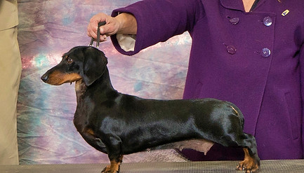 dachshund