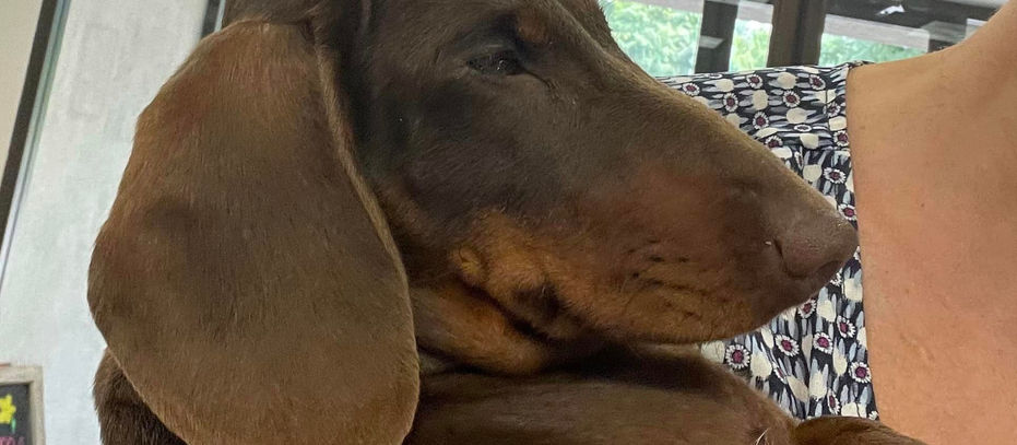 dachshund