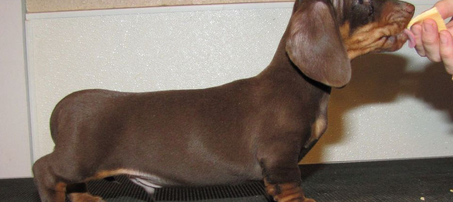 dachshund