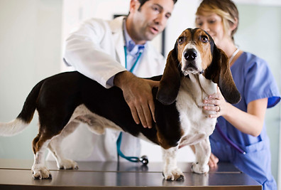 Basset Hound Check-Up
