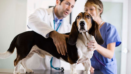 Basset Hound Check-Up