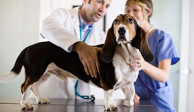 Basset Hound Check-Up