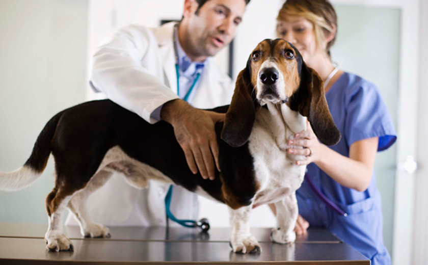 Veterinarian Examining Dog