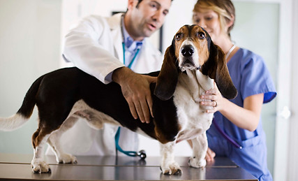 Basset Hound Check-Up
