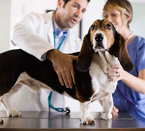 Basset Hound Check-Up