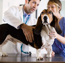 Basset Hound Check-Up
