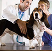 Basset Hound Check-Up