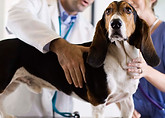 Basset Hound Check-Up