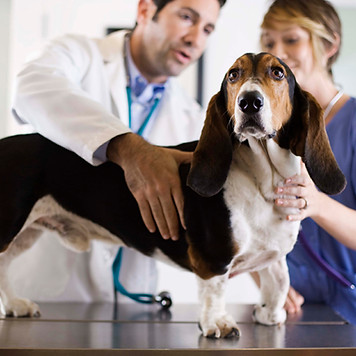 Basset Hound Check-Up