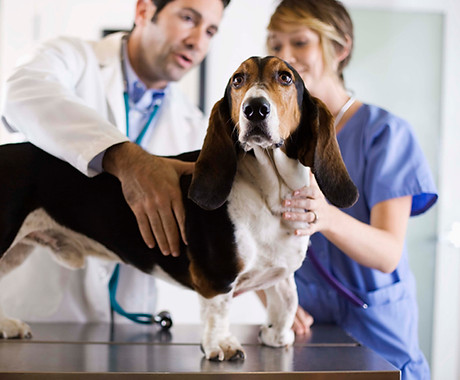 Basset Hound Check-Up
