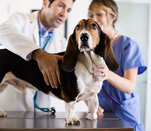 Basset Hound Check-Up