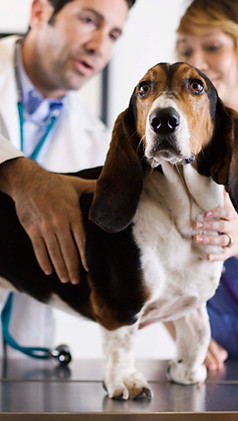Basset Hound Check-Up