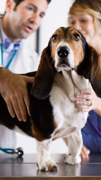 Basset Hound Check-Up