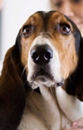 Basset Hound Check-Up