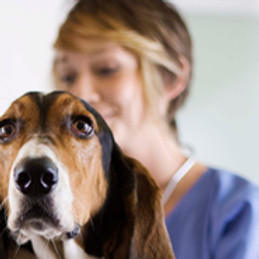 Basset Hound Check-Up