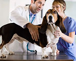 dog, tick, removal