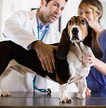 Veterinarian Examining Dog