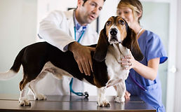 Basset Hound Check-Up