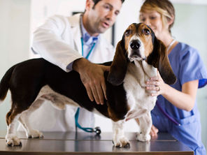 [ReportajeUp!] Los animales también sufren traumas psicológicos