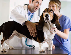 Basset Hound Check-Up