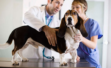 Basset Hound Check-Up