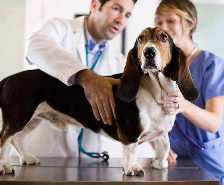 Basset Hound Check-Up