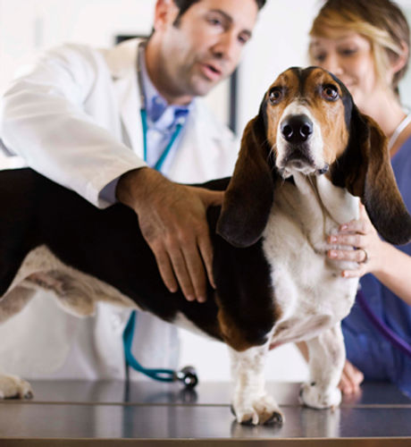 Basset Hound Check-Up