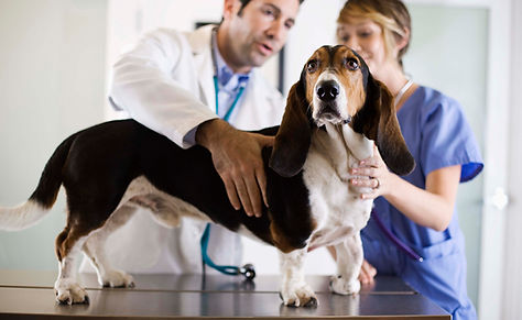 Basset Hound Check-Up