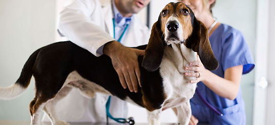 Basset Hound Check-Up