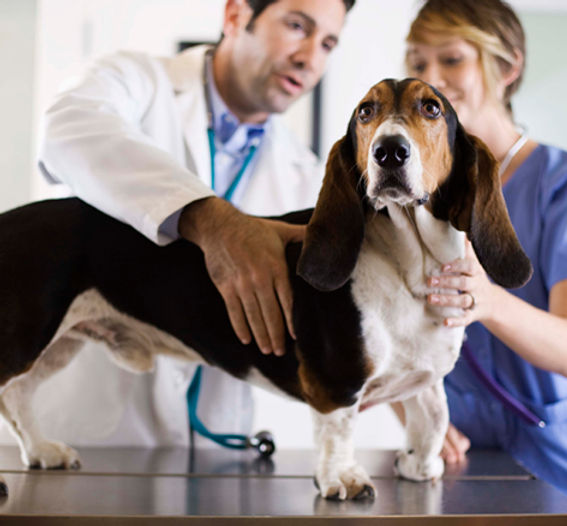 Veterinarian and technician examine a dog