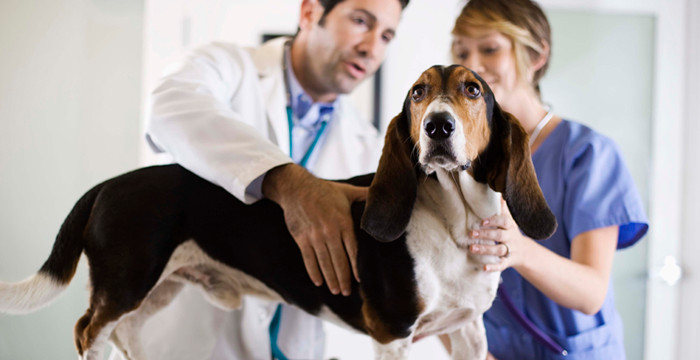 Pet social media strategy