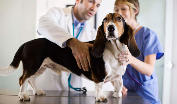Unsung Heroes: Spotlight on the Veterinarians