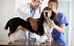 The Health Benefits Of Coconut Oil For Dogs