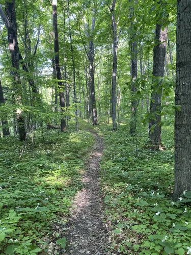 HIking trails near Happy Days and Nights Bed and Breakfast and Harbor Springs Michigan