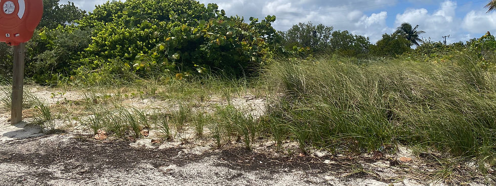 Historic Virginia Key Beach Park - Native Planting