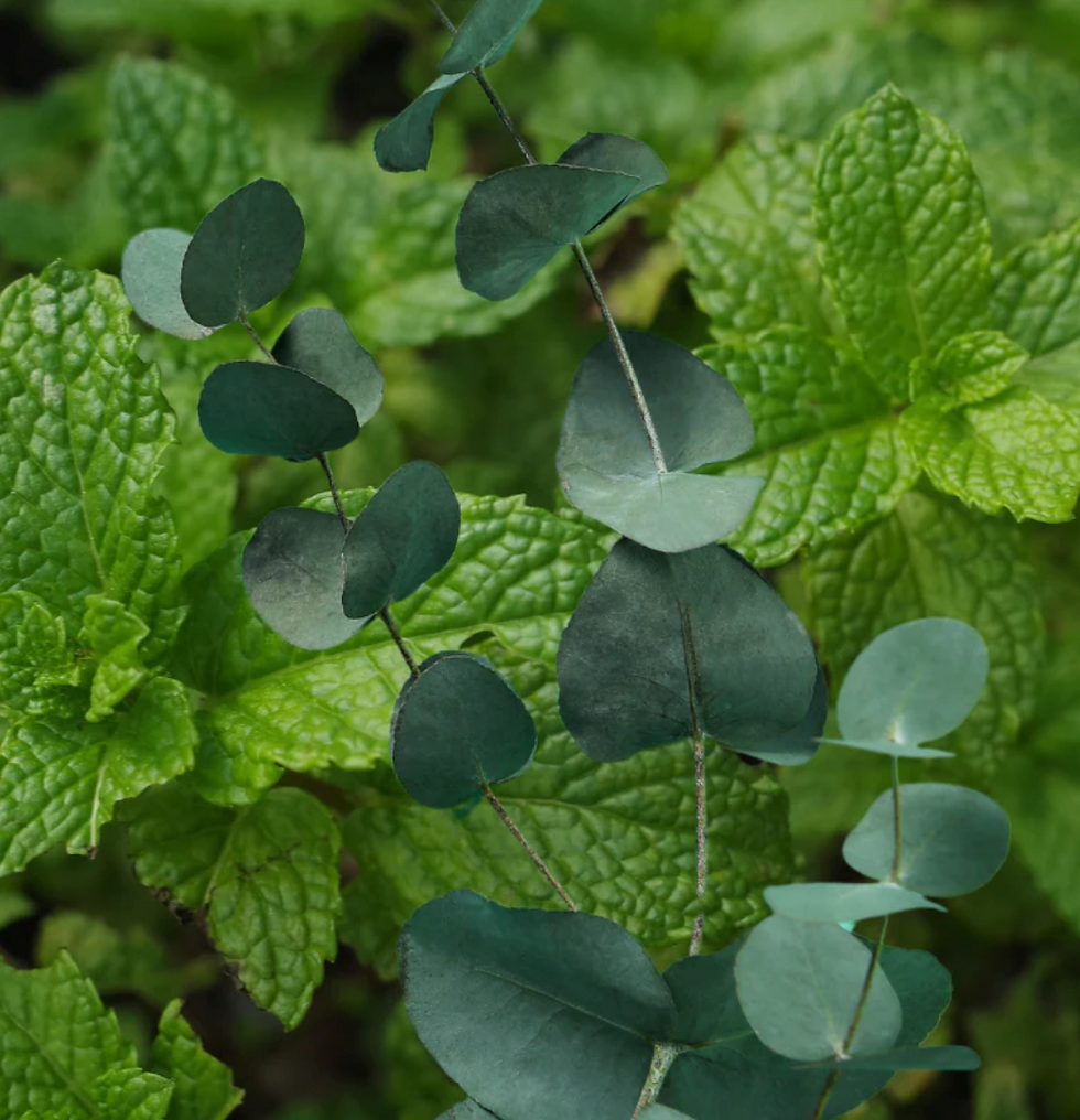 Miniature : Bougie : Eucalyptus menthe