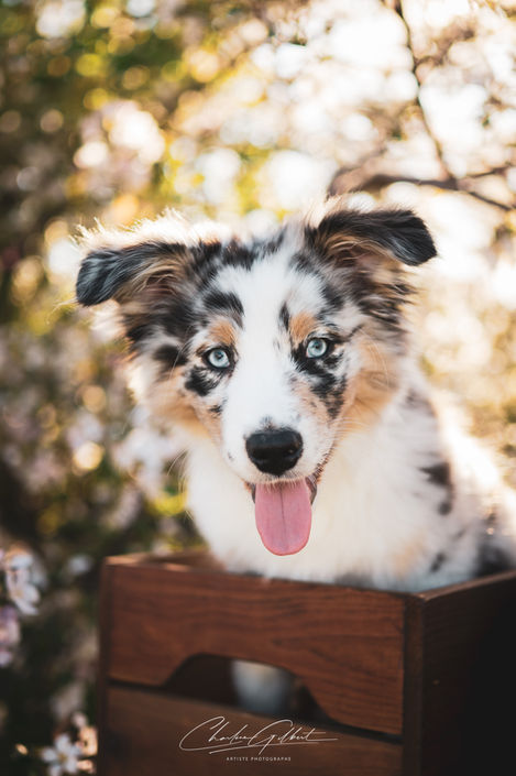 Charlene Gilbert - photographe - artiste - Amos - animalier - extérieur - chien