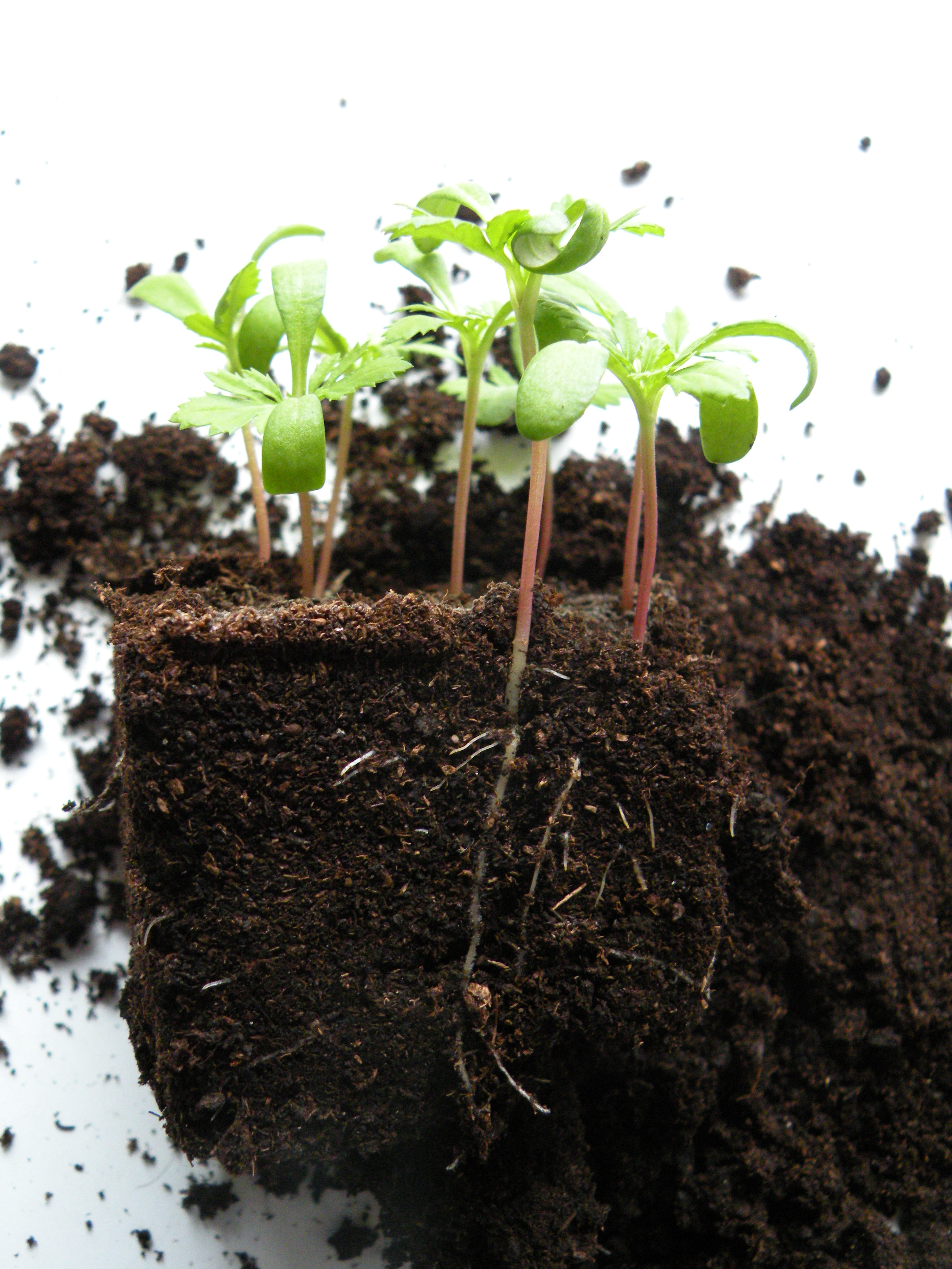 planter lirket ud af potten