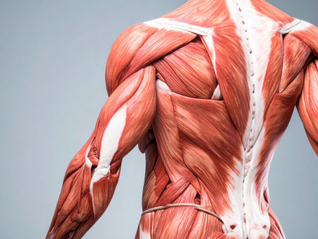 Desequilíbrio Muscular na Escoliose Idiopática do Adolescente: O Que Mostram os Exames de Imagem?