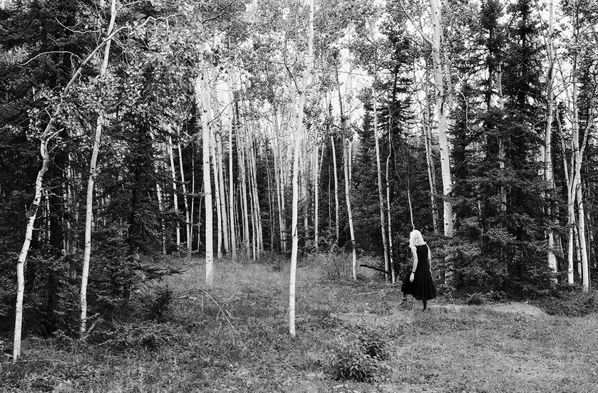 Into the Bright Forest