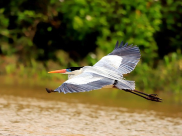 Turismo de observação de pássaros atrai visitantes ao Cerrado brasileiro