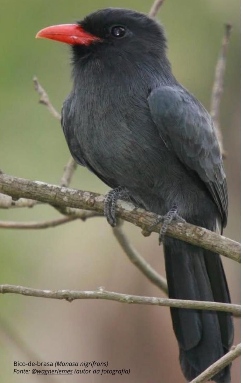 Bico-de-Brasa