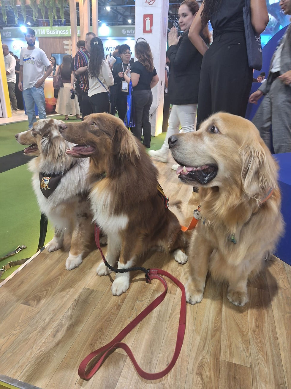 Os cães que escolhem
quem vão ajudar