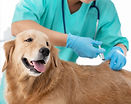 rabies jab, vaccination of dogs
