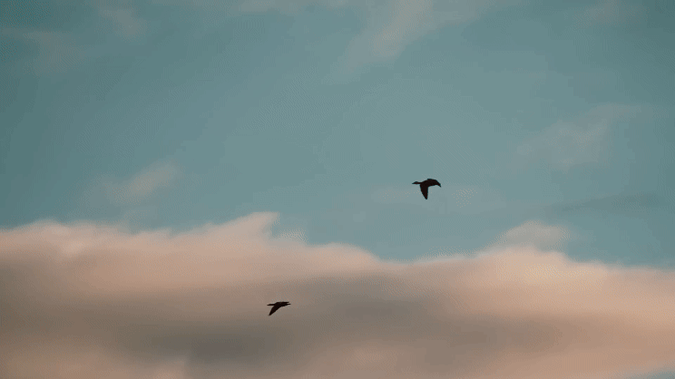 gif website dourob.gif