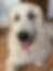Tabu - Pyrenean Mountain Dog