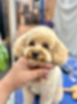 dog groom 3 .jpeg