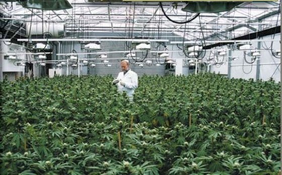 marihuana-en-interior