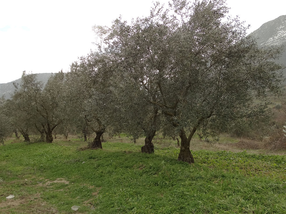 Küçük resim: Siyah Zeytin Sele LM - Vakumlu Paket 750 gr