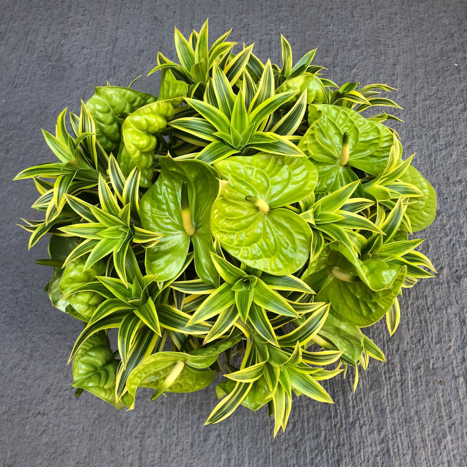 ℹ Consulte disponibilidade